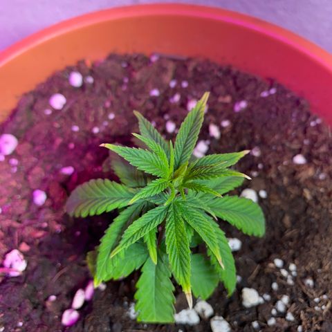 Skunk XL growlog timeline photo