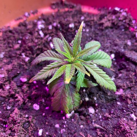 Skunk XL growlog timeline photo