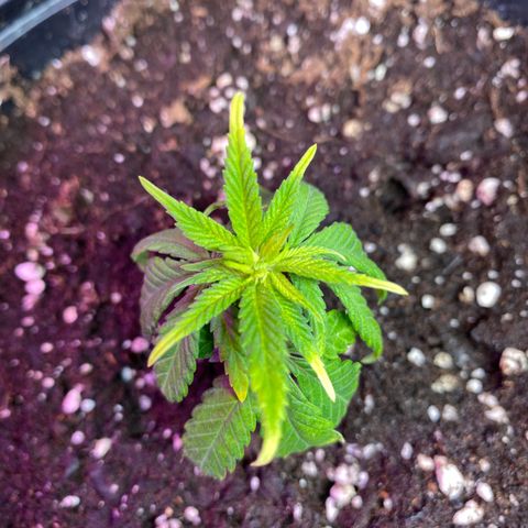 Skunk XL growlog timeline photo