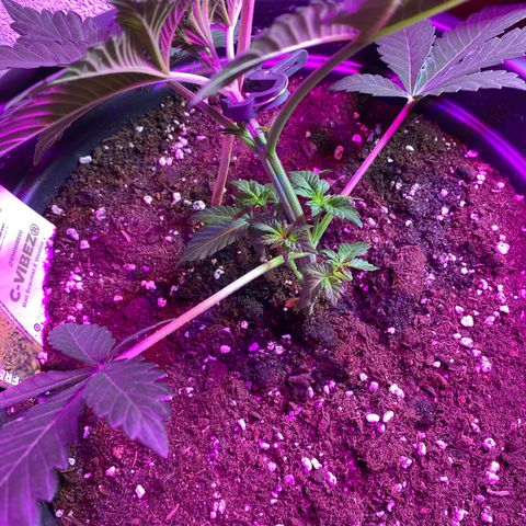 Vibe-C #1 growlog timeline photo