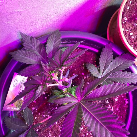 Vibe-C #1 growlog timeline photo