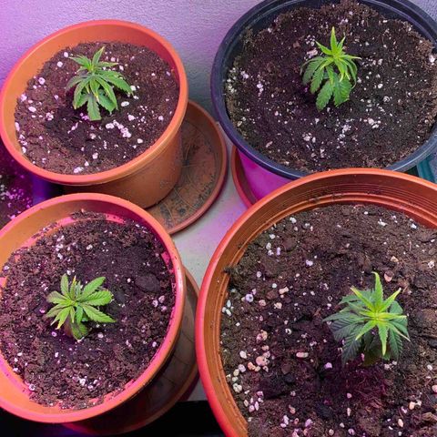 Skunk XL growlog timeline photo