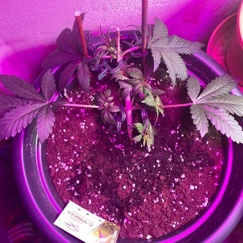 Vibe-C #1 growlog timeline photo
