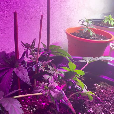 Vibe-C #1 growlog timeline photo