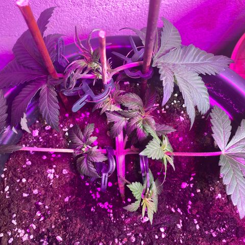 Vibe-C #1 growlog timeline photo
