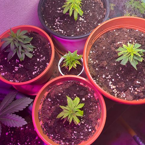 Skunk XL growlog timeline photo