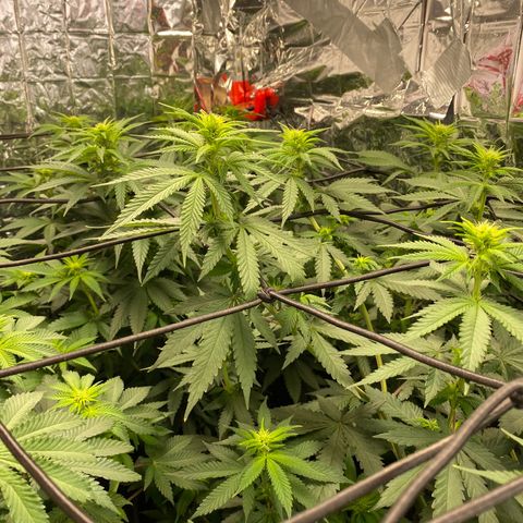 Skunk XL growlog timeline photo