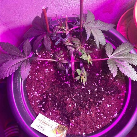 Vibe-C #1 growlog timeline photo
