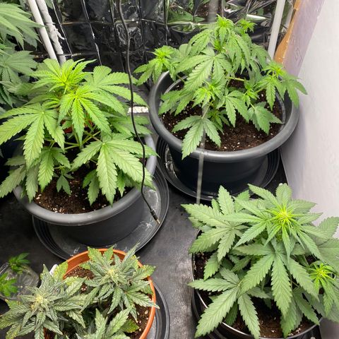 Glue Gelato Auto growlog timeline photo