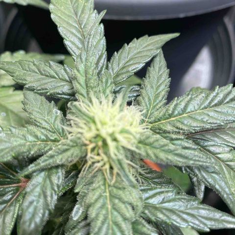 Auto Skywalker Haze growlog timeline photo