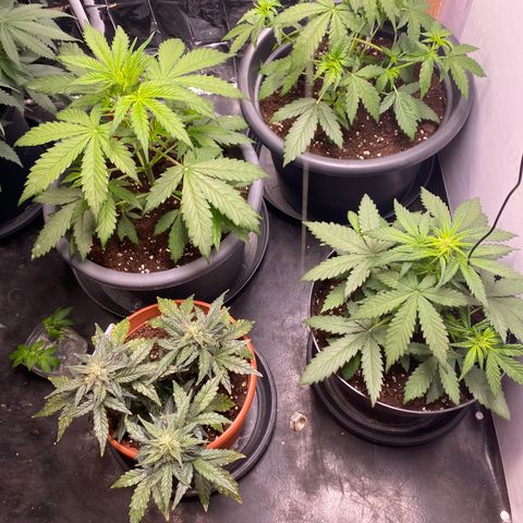 Auto Skywalker Haze growlog timeline photo