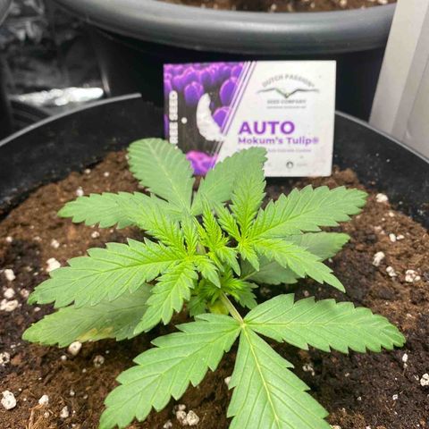 Auto Mokum‘s Tulip growlog timeline photo