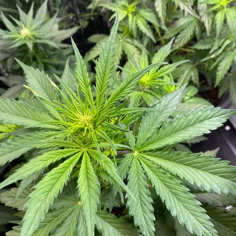 Glue Gelato Auto growlog timeline photo