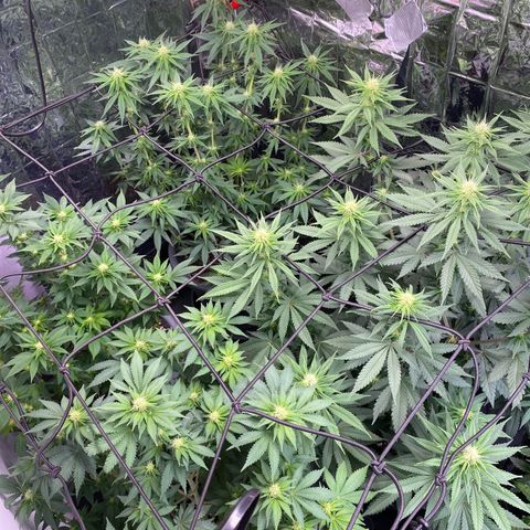 Glue Gelato Auto growlog timeline photo