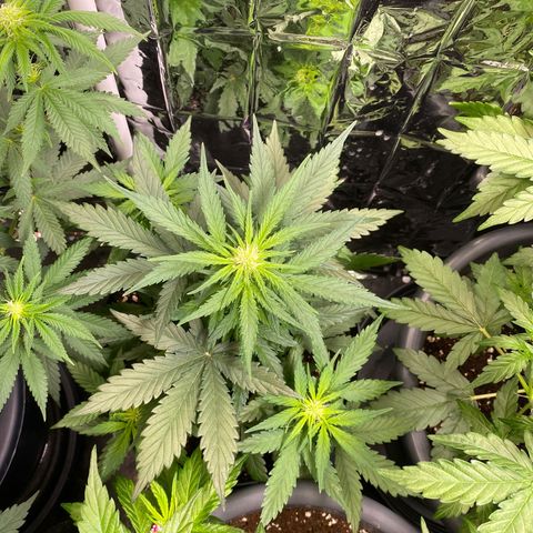 Glue Gelato Auto growlog timeline photo