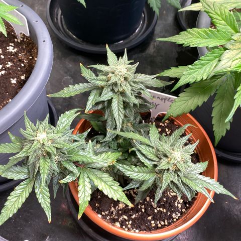 Glue Gelato Auto growlog timeline photo