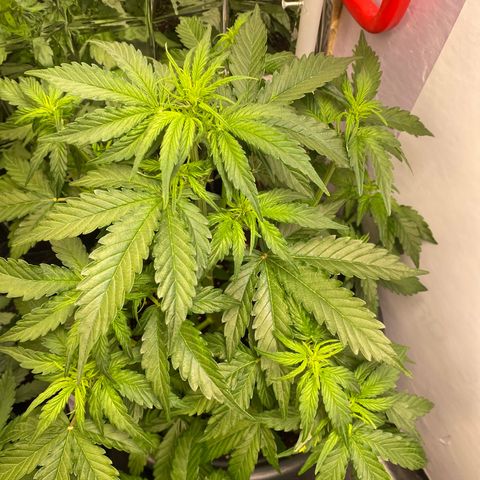 Glue Gelato Auto growlog timeline photo
