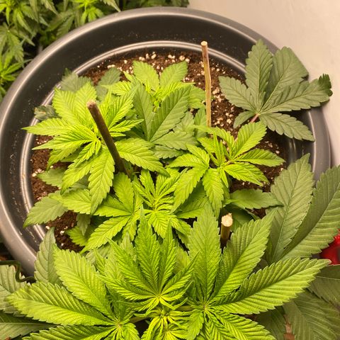 Glue Gelato Auto growlog timeline photo