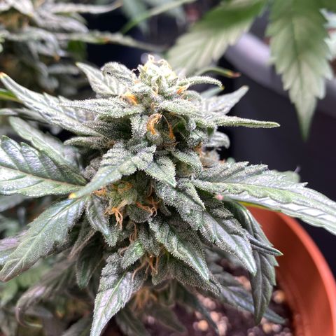 Glue Gelato Auto growlog timeline photo