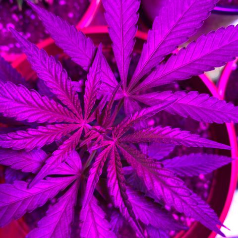 Vibe-C #1 growlog timeline photo