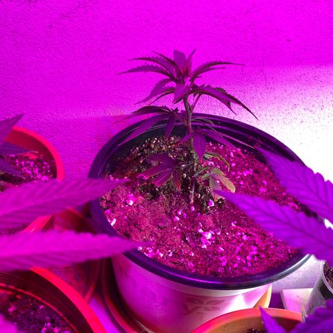 Vibe-C #1 growlog timeline photo