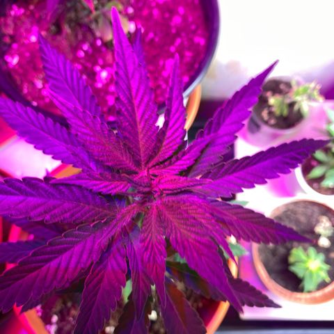 Vibe-C #1 growlog timeline photo