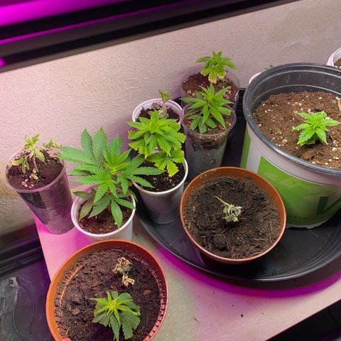 Vibe-C #1 growlog timeline photo
