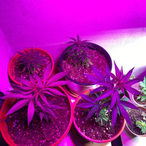 Vibe-C #1 growlog timeline photo