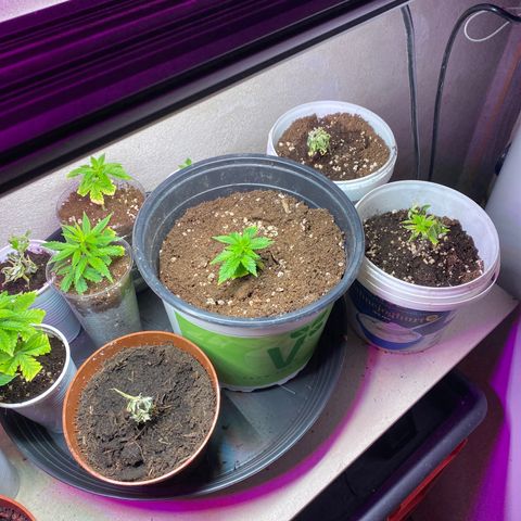 Vibe-C #1 growlog timeline photo