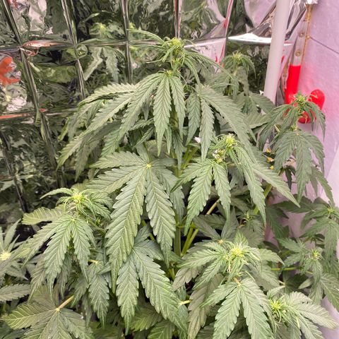 Glue Gelato Auto growlog timeline photo