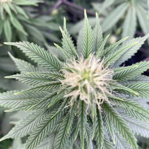 Glue Gelato Auto growlog timeline photo
