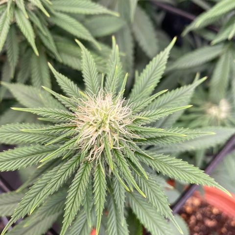 Glue Gelato Auto growlog timeline photo