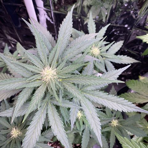 Glue Gelato Auto growlog timeline photo