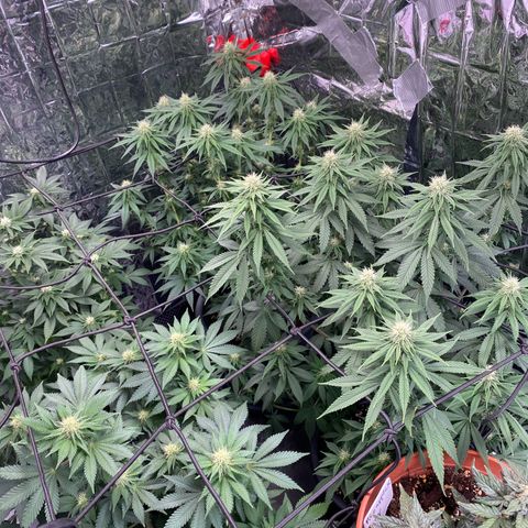 Glue Gelato Auto growlog timeline photo