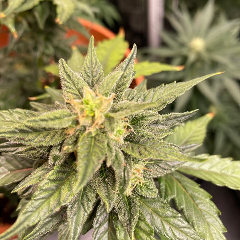 Glue Gelato Auto growlog timeline photo