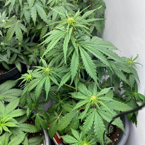 Glue Gelato Auto growlog timeline photo