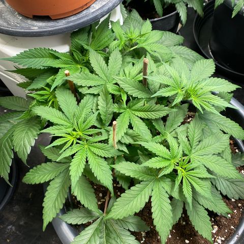 Glue Gelato Auto growlog timeline photo