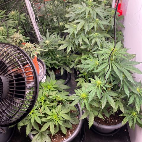 Glue Gelato Auto growlog timeline photo