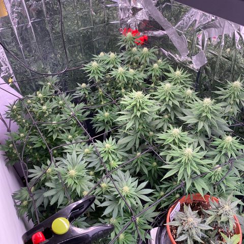 Glue Gelato Auto growlog timeline photo