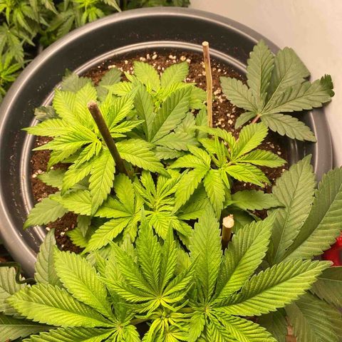 Vibe-C #1 growlog timeline photo