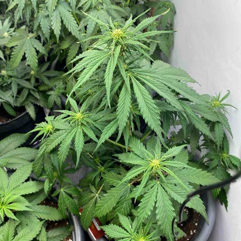 Auto Mokum‘s Tulip growlog timeline photo