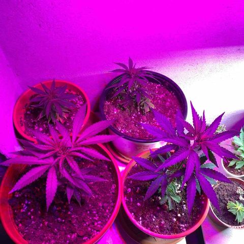Skunk XL growlog timeline photo