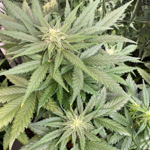 Auto Mokum‘s Tulip growlog timeline photo