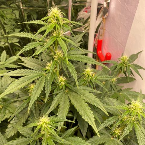 Auto Skywalker Haze growlog timeline photo