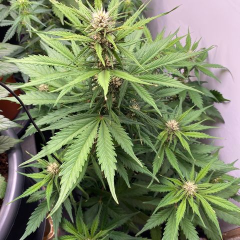 Glue Gelato Auto growlog timeline photo