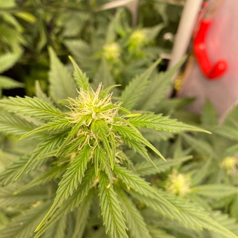 Auto Skywalker Haze growlog timeline photo