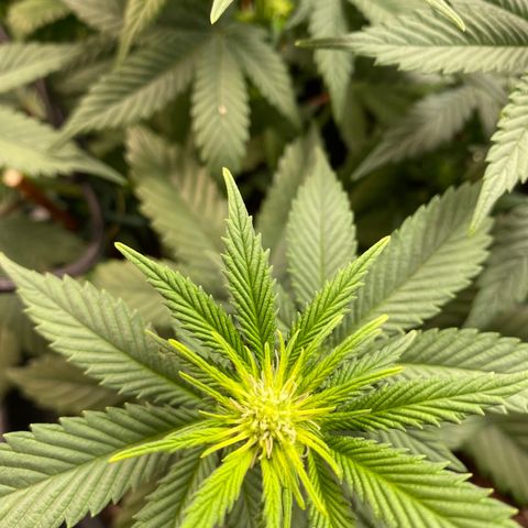 Vibe-C #1 growlog timeline photo