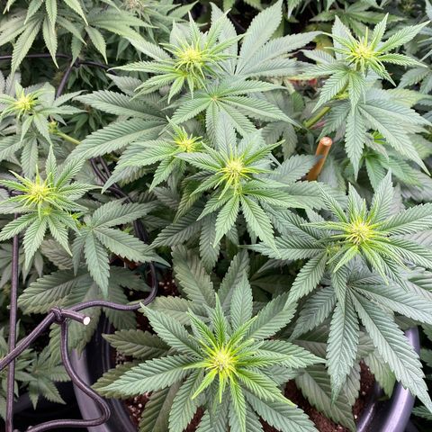 Vibe-C #1 growlog timeline photo