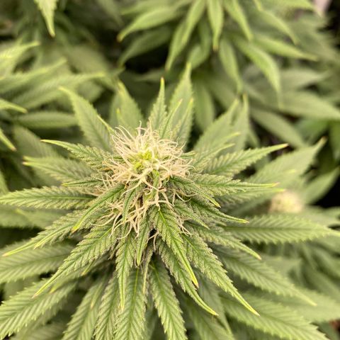 Skunk XL growlog timeline photo