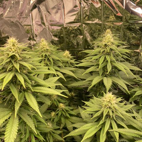 Skunk XL growlog timeline photo